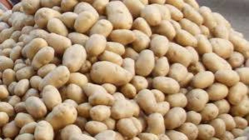 আলুর দাম কমার পেছনে কারণ ও প্রভাব