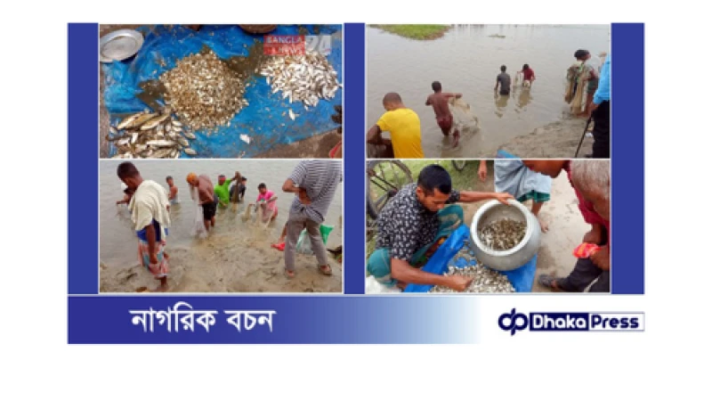 ঠাকুরগাঁওয়ের বুড়ির বাঁধে মাছ ধরার উৎসব: এক জনসমুদ্রের সৃষ্টি