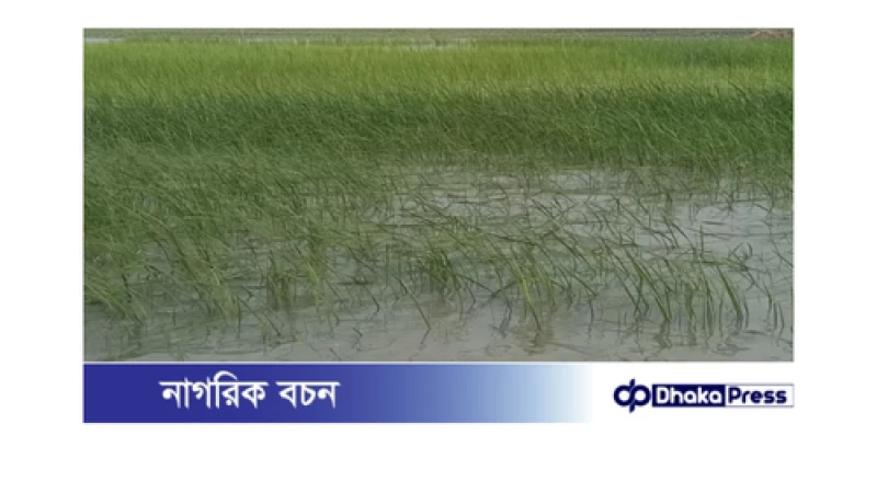 তৃতীয় দফা বন্যায় এখন ফসল পানির নিচে, ক্ষতি ২৭ কোটি 