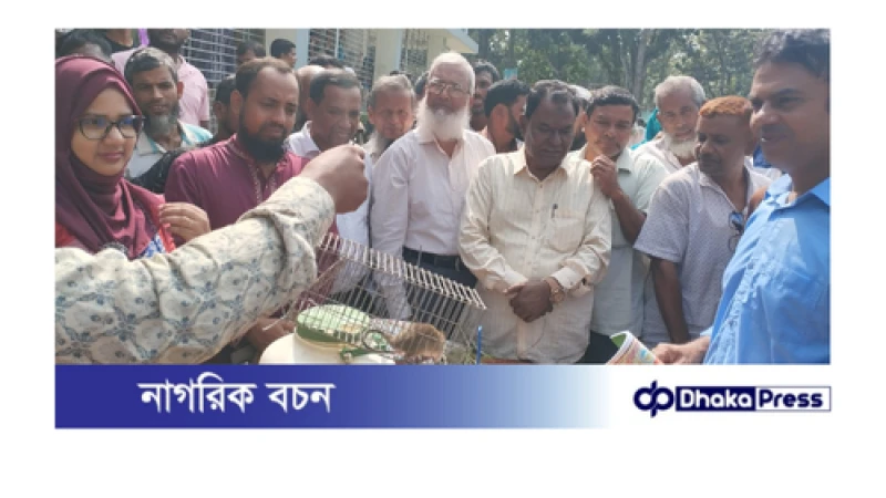 বড়াইগ্রামে ইঁদুরের কারণে বছরে ১৮ কোটি টাকার ফসলের ক্ষতি