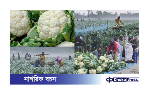 প্রাকৃতিক পদ্ধতিতে ফুলকপি চাষে লাভবান কুড়িগ্রামের কৃষকেরা
