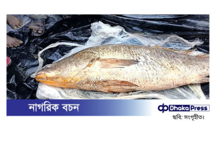 ৩২ কেজির বেশি ওজনের মাছ বিক্রি হলো ৩ লাখ ১২ হাজার টাকায়