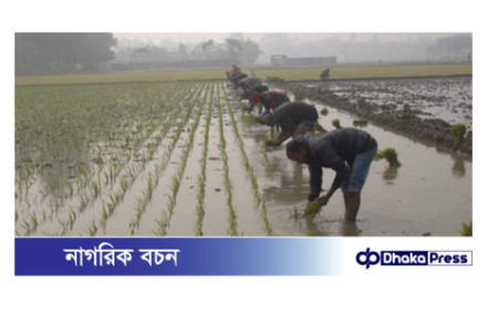 কুয়াশা, ঠান্ডা উপেক্ষা করে শুরু বোরো ধান চাষাবাদ 