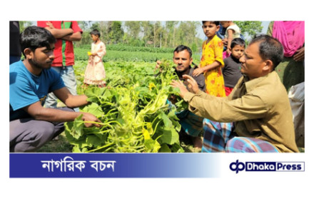 কুমড়া গাছের ডগা দু-মুখো সাপের আকৃতি দেখতে উৎসুক জনতার ভিড়