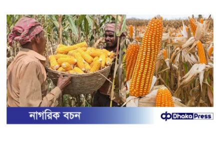 চরাঞ্চলে ভুট্টা চাষে দ্বিগুণ লাভের সম্ভাবনায় কৃষক 