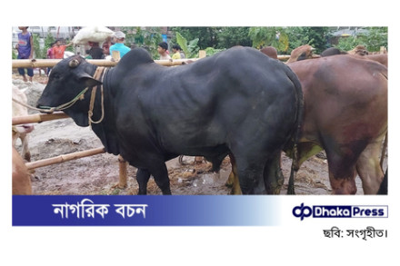 মেরাদিয়ায় গরুর হাট বন্ধের নির্দেশ হাইকোর্টের