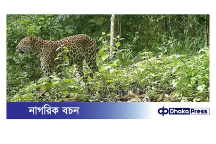 পার্বত্য চট্টগ্রামে আবারও চিতাবাঘের দেখা — বন্যপ্রাণী সংরক্ষণে আশাজাগানিয়া সাফল্য