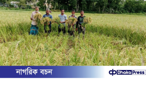 মুরাদনগরে সোনালি আউশ ধান ঘরে তোলার উৎসব