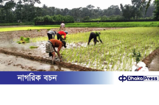 রাজিবপুরে রোপা আমন ধান চাষে ব্যস্ত কৃষকরা