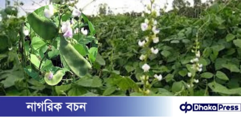 মুরাদনগরে আগাম শীতকালীন শিম চাষে সাফল্যের মুখে কৃষকরা