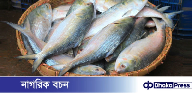 ভারতে বাংলাদেশি ইলিশের দামে আগুন