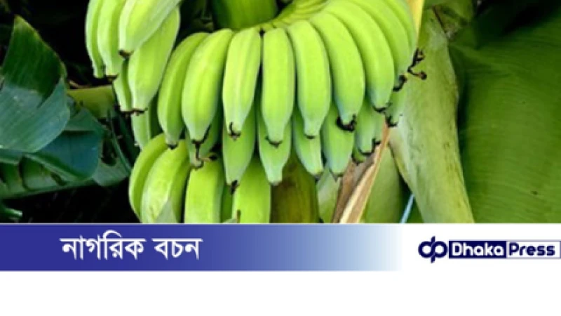 গর্ভাবস্থায় কাঁচা কলা খাওয়া কি নিরাপদ?