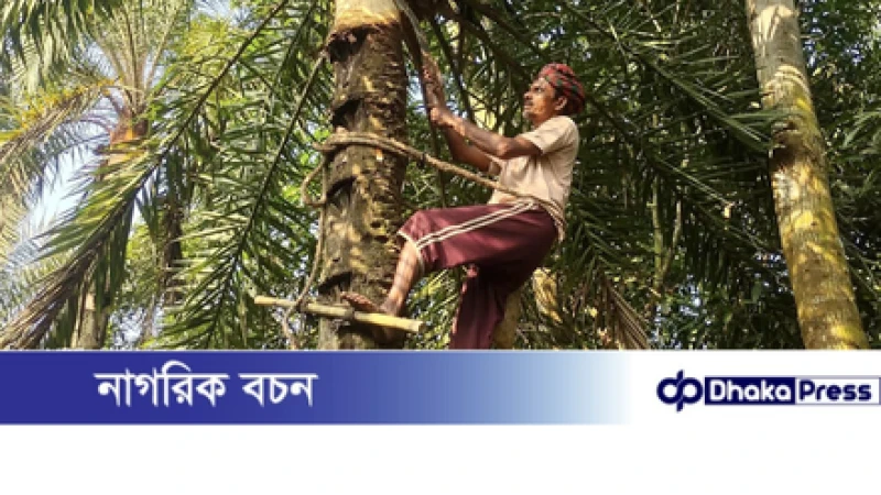 চারঘাটে খেজুর গাছিদের কর্মব্যস্ততায় শীতের আগমনী বার্তা