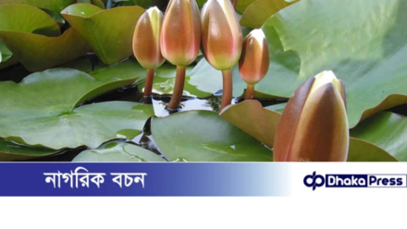 ইসির প্রতীক তালিকায় ‘শাপলা কলি’ গেজেট প্রকাশ