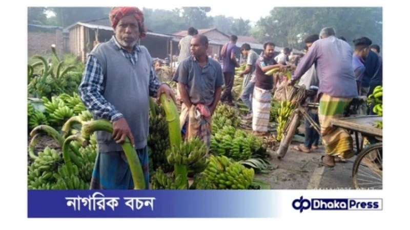 পুঠিয়ায় আম চাষে ক্ষতি, কলা চাষে আশার আলো