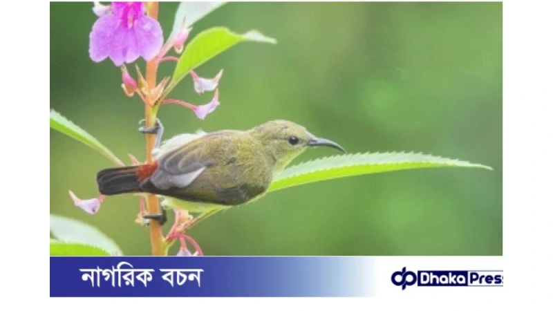বনের নিপুণ কারিগর টুনটুনি পাখি আজ বিলুপ্তির পথে