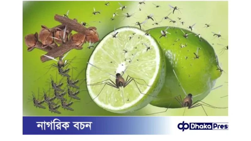সারাদেশে মশার উপদ্রব, ঘরোয়া উপায়ে মুক্তি পাওয়ার সহজ পথ