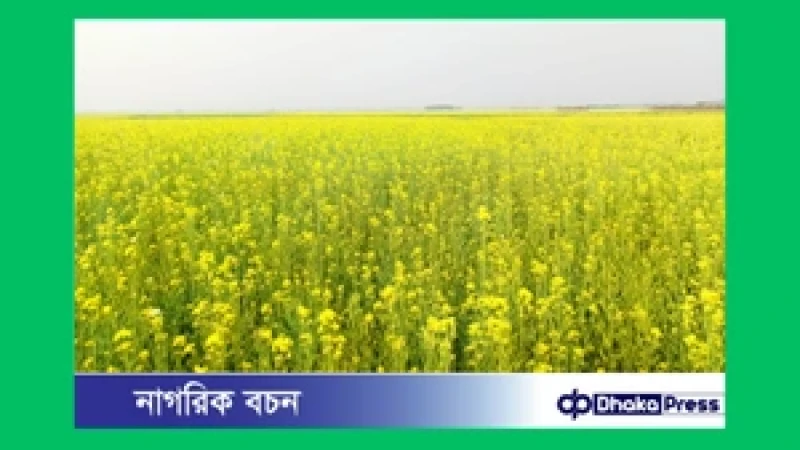 মুরাদনগরে সরিষার বাম্পার ফলন, কৃষকের মুখে সোনালী হাসি
