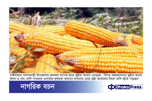 পলাশবাড়ীতে ভুট্টার বাম্পার ফলন