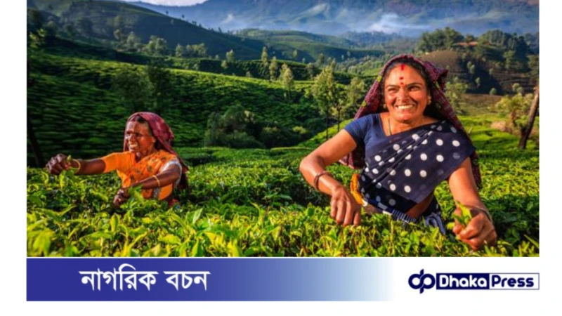 চা উৎপাদনে বিশ্বের শীর্ষ ৫ দেশ: বাংলাদেশের অবস্থান কততম